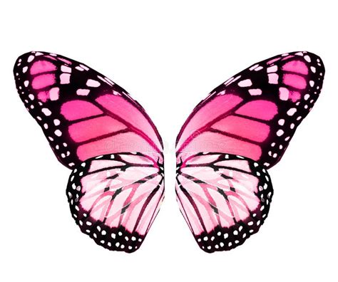 butterfly wings images|background images butterfly wings.